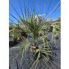 butia-capitata-v-celkovej-vyske-140-cm-1