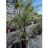 butia-capitata-v-celkovej-vyske-140-cm-3