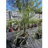 butia-capitata-v-celkovej-vyske-140-cm