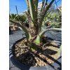 butia-capitata-v-celkovej-vyske-140-cm-2