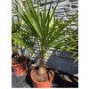 Trachycarpus fortunei vo výške 115 cm 1
