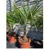 Trachycarpus fortunei vo výške 115 cm