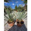 Yucca rostrata v celkovej výške 60 cm 2