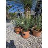 Yucca rostrata v celkovej výške 60 cm-3