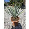 Yucca rostrata v celkovej výške 60 cm 1