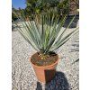 Yucca rostrata v celkovej výške 60 cm