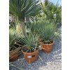 Yucca rostrata vo výške 60 cm 1