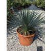 Yucca rostrata vo výške 60 cm 2