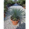 Yucca rostrata vo výške 60 cm