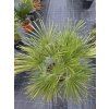 Chamaerops humilis v celkovej výške 125 cm 2