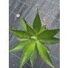 Agave chiapensis v šírke 27 cm 1