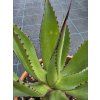 agave chiapensis v sirke 27 cm 3