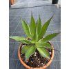 Agave chiapensis v šírke 27 cm 4