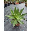 Agave chiapensis v šírke 27 cm