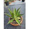 agave chiapensis v sirke 27 cm