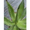 Agave chiapensis v šírke 27 cm 2