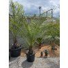 Phoenix canariensis vo výške 220 cm s výškou kmeňa 35 cm