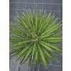 Yucca filifera v celkovej výške 60 cm 1