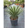 Yucca filifera v celkovej výške 60 cm 2