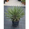 Yucca filifera v celkovej výške 60 cm