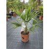 Trachycarpus fortunei vo výške 80 cm 2