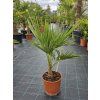 Trachycarpus fortunei vo výške 80 cm 3