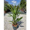 Trachycarpus fortunei vo výške 70 cm 1
