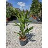 Trachycarpus fortunei vo výške 70 cm