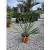 yucca rostrata v celkovej vyske 70 cm