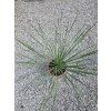 yucca rostrata v celkovej vyske 70 cm 2
