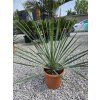 yucca rostrata v celkovej vyske 70 cm 3