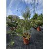 Chamaerops humilis v celkovej výške 130 cm