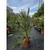 Chamaerops humilis v celkovej výške 130 cm 2