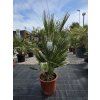 Chamaerops humilis v celkovej výške 130 cm 1