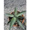 Agave parrasana v šírke 35 cm 1