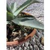 Agave parrasana v šírke 35 cm 2