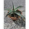 Agave parrasana v šírke 35 cm 3