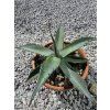 Agave parrasana v šírke 35 cm