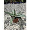 Agave parrasana v šírke 40 cm