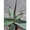Agave parrasana v šírke 40 cm 1