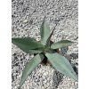 Agave parrasana v šírke 40 cm 2