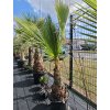 washingtonia-robusta-s-vyskou-kmena-62-cm-v-celkovej-vyske-250-cm-3
