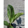 Musa sikkimensis ‘Red Tiger’ vo výške 60 cm 1