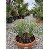 Yucca rostrata dvojkmeň vo výške 55 cm
