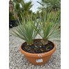 Yucca rostrata dvojkmeň vo výške 55 cm 3