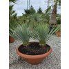 Yucca rostrata dvojkmeň vo výške 70 cm 2