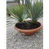 Yucca rostrata dvojkmeň vo výške 70 cm 3