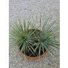 Yucca rostrata dvojkmeň vo výške 70 cm 1