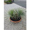 Yucca rostrata dvojkmeň vo výške 70 cm