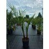Phoenix canariensis 2 kmeňe vo výške 130 cm 2